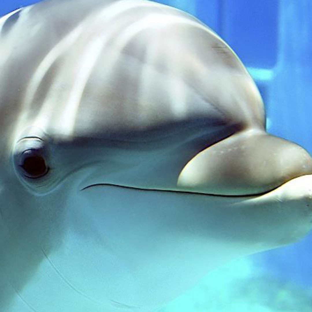 Stream 48 You Would Have Made by Howard the Dolphin | Listen online for ...