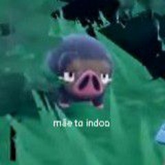 guscci