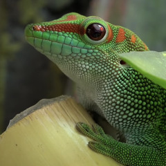Zooquini