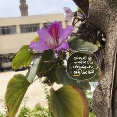 دالِيا أحمد🌟