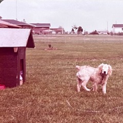 hartwright.
