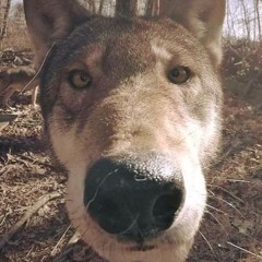 Logan