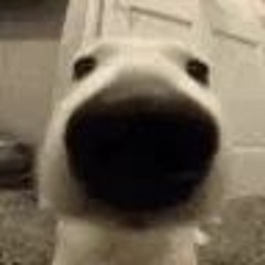 DogoDuhWun