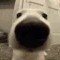 DogoDuhWun