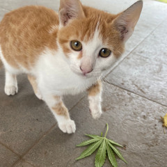 Tomas