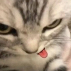 lily yeet