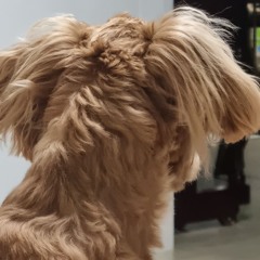 뭐요시팔