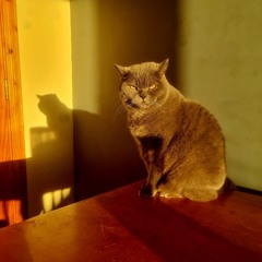The Beautiful Dark