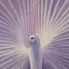 nniwk