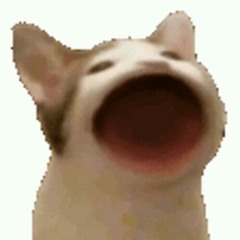 sHeeAsh