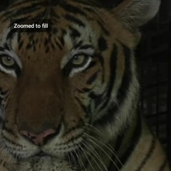 Mohd Ashraf