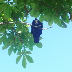 blue crow