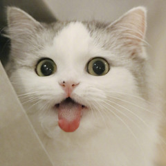 bim