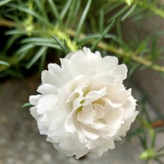 Portulaca