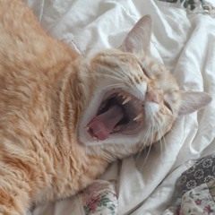 RAWR6669