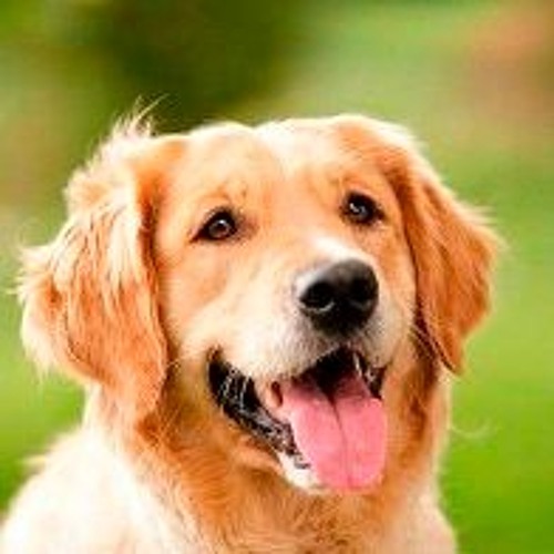 ШИПЫ - Krovat' 1й парт