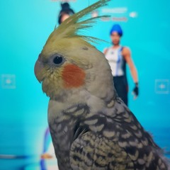 arman