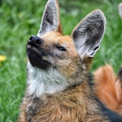 SleepyManedWolf