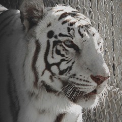 tigerfan1987