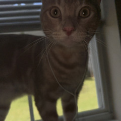 Born Without Bones - Stone