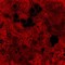 Parfum Hemoglobin