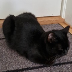 Siv-Elin Blix Bogfjelldal