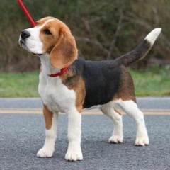 beagle