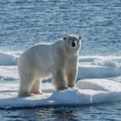 Bearrrrrrrrrrrrrr