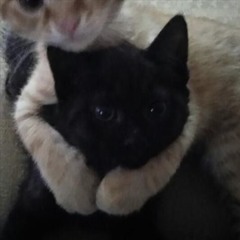 5mewmet