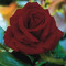 crimson rose