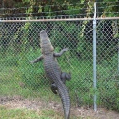 Sewercreature