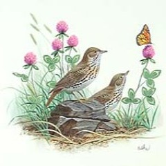 hermitfly