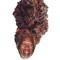 chaarpepepe