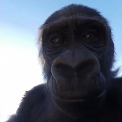 colossal ape ass