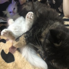 Nguyễn Ngọc Ánhh