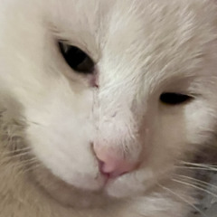 semmyxhf