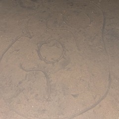 🪽