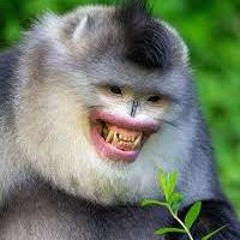 Stream Funny Monkey music | Listen to songs, albums, playlists for free on  SoundCloud