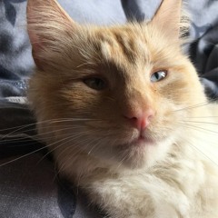 Phonk Drifting Songs 2022 // Aggressive // Gym