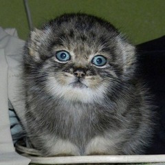 себестоимость роскоши