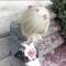 gensokyofairy9