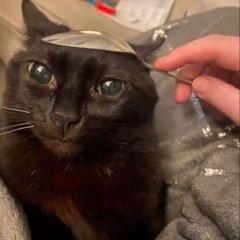 Katia Meowk