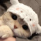 ~meow~  > <