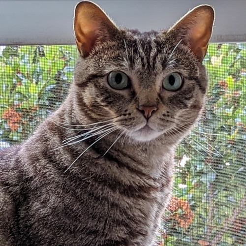 Chris Robinson Brotherhood - Tumbleweed In Eden - 2012-04-14