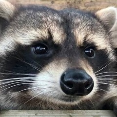 MF Raccoon