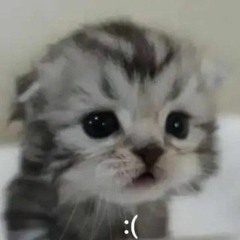 домашний