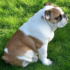 nevdog