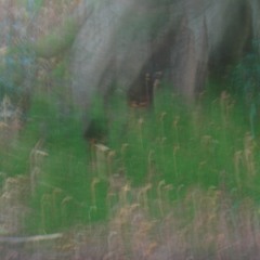 anolis