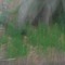 anolis