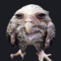 wet owl